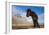 Young Icelandic Horse Near Stokkness, Iceland, March-Niall Benvie-Framed Photographic Print