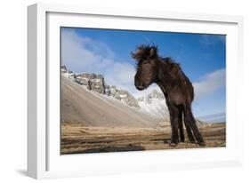 Young Icelandic Horse Near Stokkness, Iceland, March-Niall Benvie-Framed Photographic Print