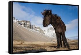 Young Icelandic Horse Near Stokkness, Iceland, March-Niall Benvie-Framed Stretched Canvas