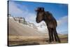 Young Icelandic Horse Near Stokkness, Iceland, March-Niall Benvie-Stretched Canvas