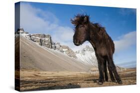 Young Icelandic Horse Near Stokkness, Iceland, March-Niall Benvie-Stretched Canvas