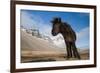 Young Icelandic Horse Near Stokkness, Iceland, March-Niall Benvie-Framed Photographic Print