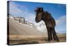 Young Icelandic Horse Near Stokkness, Iceland, March-Niall Benvie-Stretched Canvas