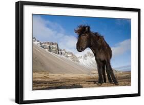 Young Icelandic Horse Near Stokkness, Iceland, March-Niall Benvie-Framed Photographic Print