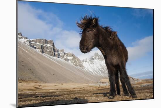 Young Icelandic Horse Near Stokkness, Iceland, March-Niall Benvie-Mounted Photographic Print