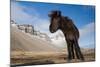 Young Icelandic Horse Near Stokkness, Iceland, March-Niall Benvie-Mounted Photographic Print