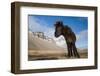 Young Icelandic Horse Near Stokkness, Iceland, March-Niall Benvie-Framed Photographic Print