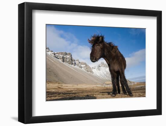 Young Icelandic Horse Near Stokkness, Iceland, March-Niall Benvie-Framed Photographic Print