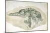 Young Ichthyosaurus from Lyme Regis-English School-Mounted Giclee Print