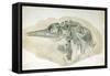 Young Ichthyosaurus from Lyme Regis-English School-Framed Stretched Canvas