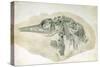 Young Ichthyosaurus from Lyme Regis-English School-Stretched Canvas