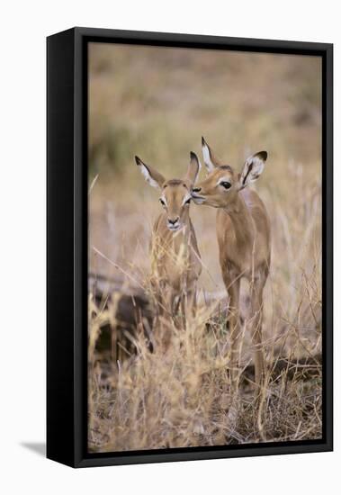 Young Impala Friends Nuzzling-DLILLC-Framed Stretched Canvas