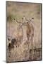 Young Impala Friends Nuzzling-DLILLC-Mounted Photographic Print