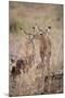 Young Impala Friends Nuzzling-DLILLC-Mounted Photographic Print