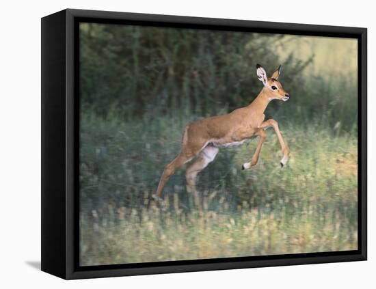 Young Impala-DLILLC-Framed Stretched Canvas