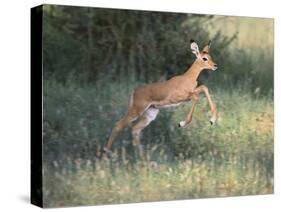 Young Impala-DLILLC-Stretched Canvas