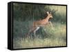 Young Impala-DLILLC-Framed Stretched Canvas