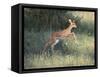 Young Impala-DLILLC-Framed Stretched Canvas