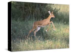 Young Impala-DLILLC-Stretched Canvas