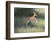 Young Impala-DLILLC-Framed Photographic Print