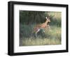 Young Impala-DLILLC-Framed Photographic Print