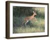 Young Impala-DLILLC-Framed Photographic Print