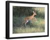 Young Impala-DLILLC-Framed Photographic Print