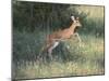 Young Impala-DLILLC-Mounted Photographic Print