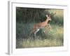 Young Impala-DLILLC-Framed Photographic Print