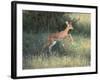 Young Impala-DLILLC-Framed Photographic Print