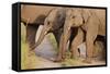 Young Indian Asian Elephants, Corbett National Park, India-Jagdeep Rajput-Framed Stretched Canvas