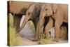 Young Indian Asian Elephants, Corbett National Park, India-Jagdeep Rajput-Stretched Canvas