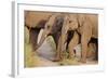 Young Indian Asian Elephants, Corbett National Park, India-Jagdeep Rajput-Framed Photographic Print