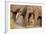 Young Indian Asian Elephants, Corbett National Park, India-Jagdeep Rajput-Framed Photographic Print