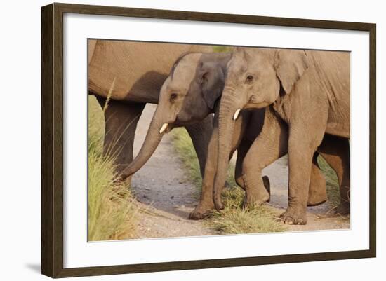 Young Indian Asian Elephants, Corbett National Park, India-Jagdeep Rajput-Framed Photographic Print