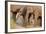 Young Indian Asian Elephants, Corbett National Park, India-Jagdeep Rajput-Framed Photographic Print