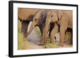 Young Indian Asian Elephants, Corbett National Park, India-Jagdeep Rajput-Framed Photographic Print