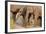 Young Indian Asian Elephants, Corbett National Park, India-Jagdeep Rajput-Framed Photographic Print