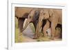 Young Indian Asian Elephants, Corbett National Park, India-Jagdeep Rajput-Framed Photographic Print