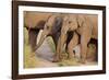 Young Indian Asian Elephants, Corbett National Park, India-Jagdeep Rajput-Framed Photographic Print