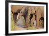 Young Indian Asian Elephants, Corbett National Park, India-Jagdeep Rajput-Framed Photographic Print