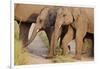 Young Indian Asian Elephants, Corbett National Park, India-Jagdeep Rajput-Framed Photographic Print