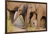 Young Indian Asian Elephants, Corbett National Park, India-Jagdeep Rajput-Framed Photographic Print