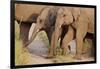 Young Indian Asian Elephants, Corbett National Park, India-Jagdeep Rajput-Framed Photographic Print