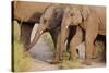 Young Indian Asian Elephants, Corbett National Park, India-Jagdeep Rajput-Stretched Canvas