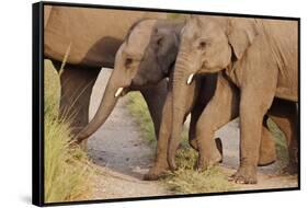 Young Indian Asian Elephants, Corbett National Park, India-Jagdeep Rajput-Framed Stretched Canvas