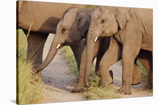 Young Indian Asian Elephants, Corbett National Park, India-Jagdeep Rajput-Stretched Canvas