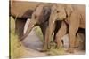 Young Indian Asian Elephants, Corbett National Park, India-Jagdeep Rajput-Stretched Canvas