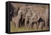 Young Indian Asian Elephants, Corbett National Park, India-Jagdeep Rajput-Framed Stretched Canvas