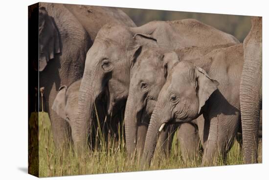 Young Indian Asian Elephants, Corbett National Park, India-Jagdeep Rajput-Stretched Canvas